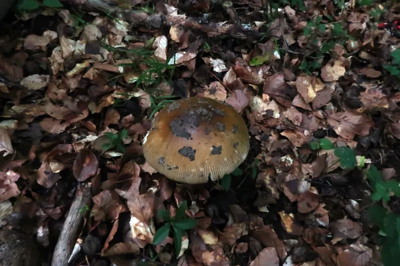 Amanita ceciliae 1 - IMG_7109